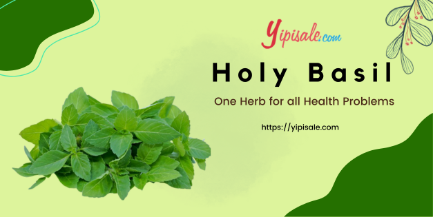 Holy Basil: One Herb for all Health Problems (Ocimum Sanctum)