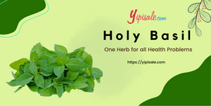 Holy Basil: One Herb for all Health Problems (Ocimum Sanctum)
