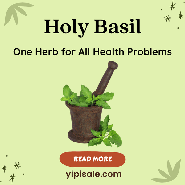Holy Basil (Tulsi) One Herb for All Health Problems – Benefits, Uses & Side Effects