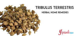 How to use Tribulus Terrestris (Gokhru)? Caltrops Ayurvedic Herbal Home Remedies