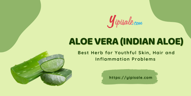Indian Aloe Best Herb for Youthful Skin, Hair and Inflammation Problems (Aloe Vera)