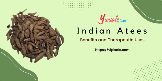 Indian Atees: Health Benefits and Therapeutic Uses (Ativisha, Aconitum Heterophyllum)