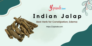Indian Jalap: Best Herb for Constipation, Edema (Turpeth Root)
