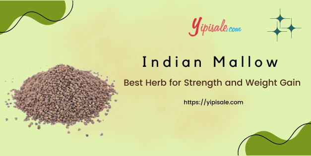 Indian Mallow Best Herb for Strength and Weight Gain (Abutilon Indicum)