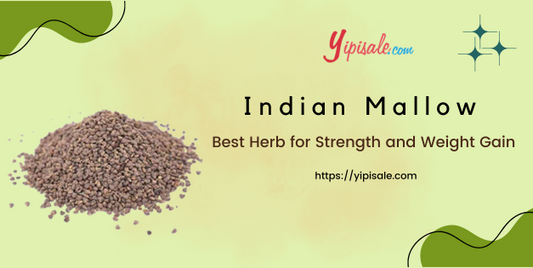 Indian Mallow Best Herb for Strength and Weight Gain (Abutilon Indicum)