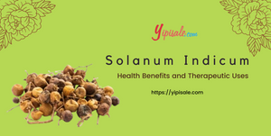 Indian Night Shade: Health Benefits and Therapeutic Uses (Solanum Indicum)