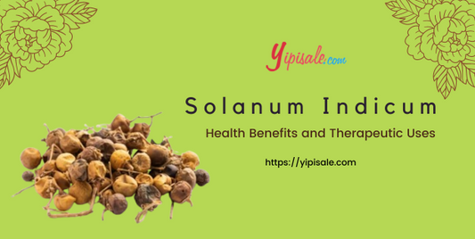Indian Night Shade Health Benefits and Therapeutic Uses (Solanum Indicum)