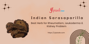 Indian Sarasaparilla Best Herb for Rheumatism, Leukoderma, Kidney Problem (Anantmool)