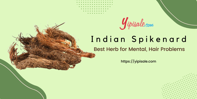 Indian Spikenard Best Herb for Mental, Hair Problems (Nardostachys Jatamansi)