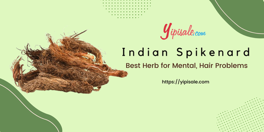 Indian Spikenard Best Herb for Mental, Hair Problems (Nardostachys Jatamansi)