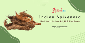 Indian Spikenard: Best Herb for Mental, Hair Problems (Nardostachys Jatamansi)