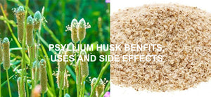 Psyllium husk - Best Herb for Constipation, IBS and Piles (Isabgol, Plantago Ovata