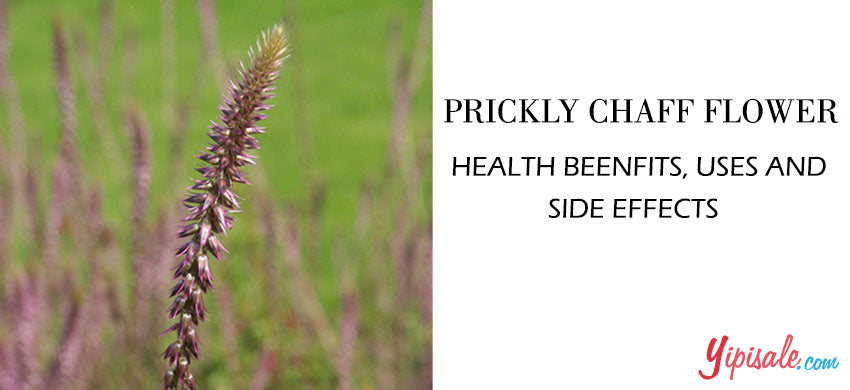 Prickly Chaff Flower - Introduction, Health Benefits, Uses, and Side Effects of Rough Chaff