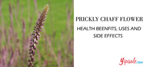 Prickly Chaff Flower - Introduction, Health Benefits, Uses, and Side Effects of Rough Chaff