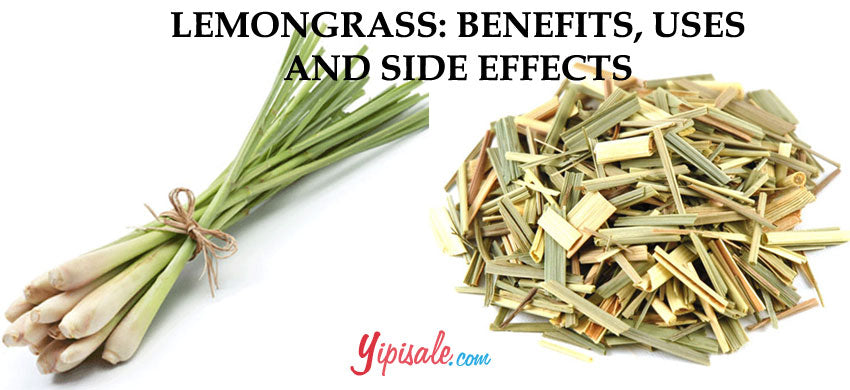 Lemon Grass: Introduction, Health Benefits of Citronella Grass, Uses, and Side Effects of Cymbopogon Citratus