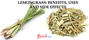 Lemon Grass: Introduction, Health Benefits of Citronella Grass, Uses, and Side Effects of Cymbopogon Citratus