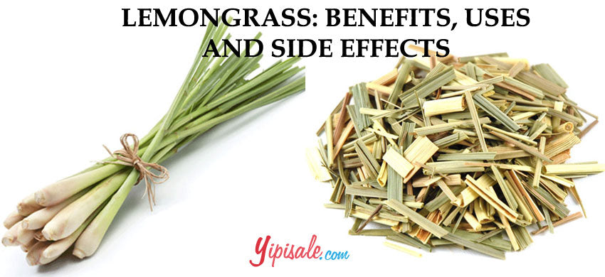 Lemon Grass: Introduction, Health Benefits, Uses, and Side Effects of Cymbopogon Citratus - 2022