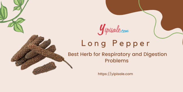 Long Pepper: Best Herb for Respiratory and Digestion Problems (Piper Longum Linn.)
