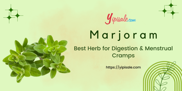 Marjoram – Best Herb for Digestion and Menstrual Cramps