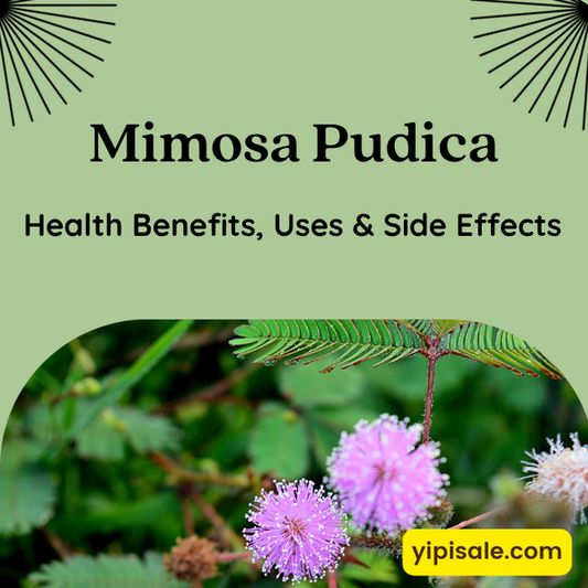 Mimosa Pudica (Lajwanti): Health Benefits, Uses & Side Effects (Chui Mui, Shame Plant)