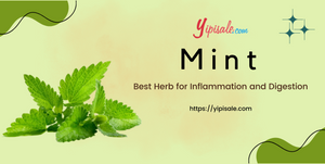 Mint: Best Herb for Inflammation and Digestion