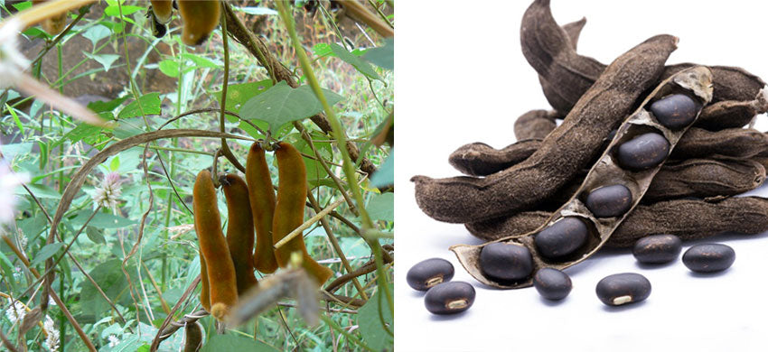 What is Velvet Bean? What are the Health Benefits, Uses and Side Effects of Kaunch Beej? Velvet Bean Recipes