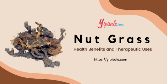 Nut Grass Health Benefits and Therapeutic Uses (Cyperus Rotundus)