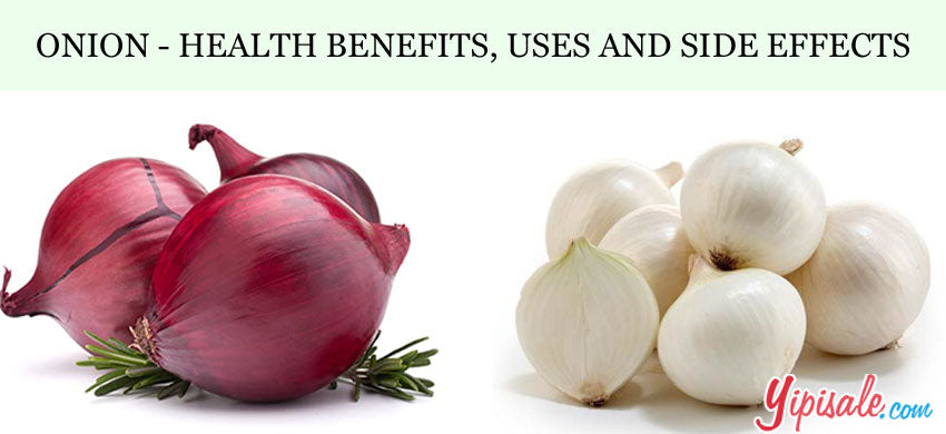 Onion – Introduction, Health Benefits, Uses, and Side Effects of Allium Cepa