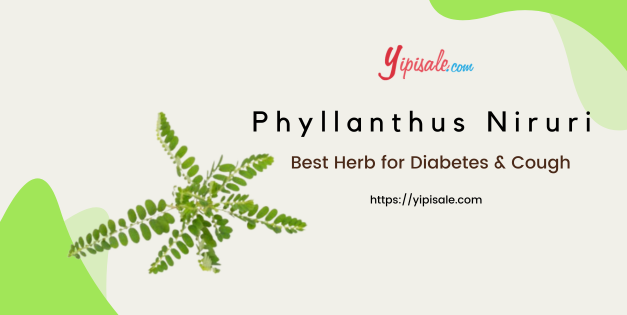 Ayurvedic Power of PHYLLANTHUS NIRURI (Bhumi Amla): Your Health & Buying Guide
