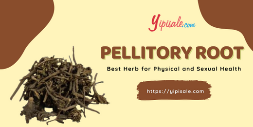 Pellitory Root Best Herb for Physical and Sexual Health (Anacyclus pyrethrum)