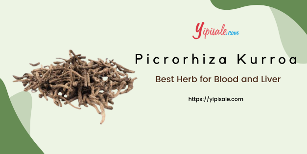 Picrorhiza Kurroa Best Herb for Blood and Liver (Katuki)