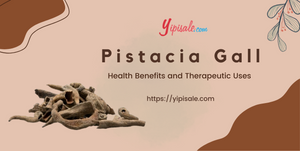 Pistacia Gall: Health Benefits and Therapeutic Uses (Kakrashinghi, Pistacia Integerrima)