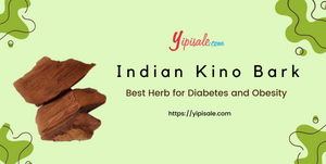 Pterocarpus Marsupium: Best Herb for Diabetes and Obesity (Indian Kino)