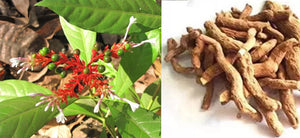 What is Rauvolfia Serpentina? What are the Benefits of Indian snakeroot, Uses and Side Effects of Serpentine Root?