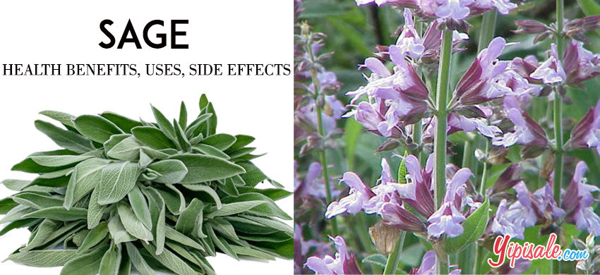 Sage – What are the Health Benefits, Uses, and Side Effects of Salvia Officinalis?