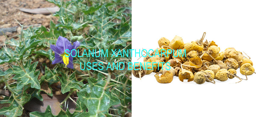 What is Solanum Xanthocarpum? What are the Benefits of Kantakari? How to Use Surattense nightshade? Side Effects of the Yellow-fruit nightshade.