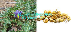 What is Solanum Xanthocarpum? What are the Benefits of Kantakari? How to Use Surattense nightshade? Side Effects of the Yellow-fruit nightshade.