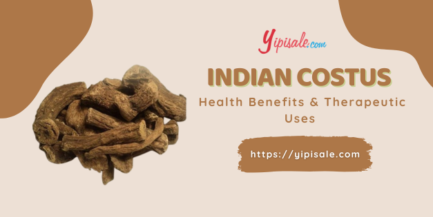 Saussurea – Health Benefits, Therapeutic Uses and Dosage (Indian Costus)