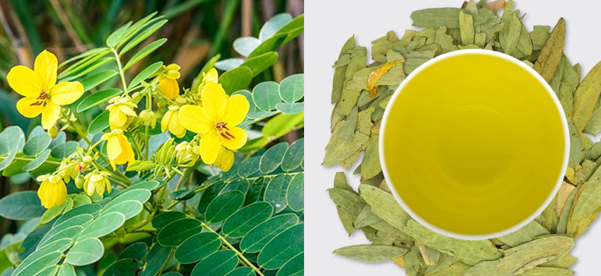 What is Senna Alexandrina? What are the Benefits, Uses and Side Effects of Cassia Angustifolia ? Senna Tea Recipes