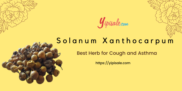 Solanum Xanthocarpum Best Herb for Cough and Asthma (Kantakari)
