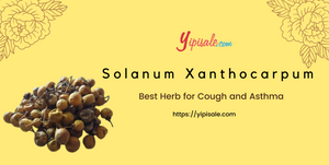 Solanum Xanthocarpum: Best Herb for Cough and Asthma (Kantakari)