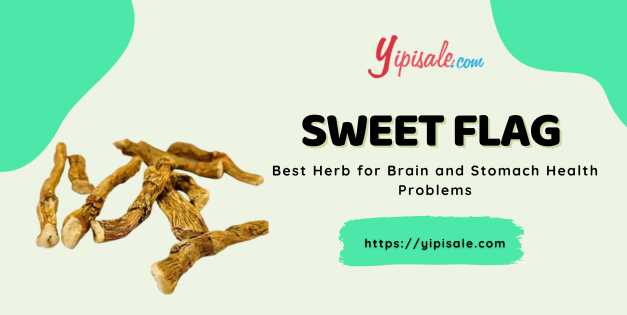 Sweet Flag: Best Herb for Brain and Stomach Health Problems (Acorus Calamus)