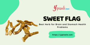 Sweet Flag: Best Herb for Brain and Stomach Health Problems (Acorus Calamus)