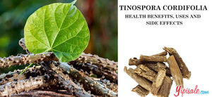 The Potential Health Benefits and Uses of Tinospora Cordifolia (Guduchi/Giloy): A Comprehensive Review – 2023