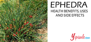 The Benefits and Risks of Using Ephedra: A Comprehensive Guide