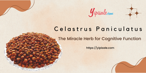 Celastrus Paniculatus: The Miracle Herb for Cognitive Function (Malkangini, Jyotishamti)