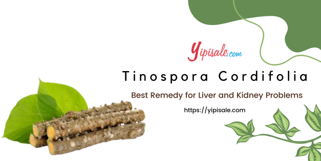 Tinospora Cordifolia: Best Remedy for Liver and Kidney Problems (Giloy)