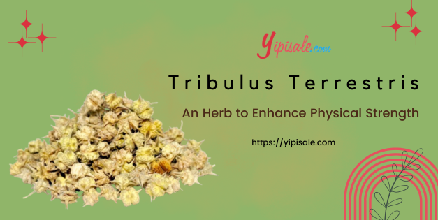 Tribulus Terrestris: An Herb to Enhance Physical Strength (Caltrops)
