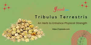 Tribulus Terrestris: An Herb to Enhance Physical Strength (Caltrops)