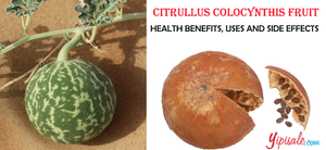 Unlocking the Healing Potential of Citrullus Colocynthis Fruit: A Comprehensive Guide to Its Uses and Benefits